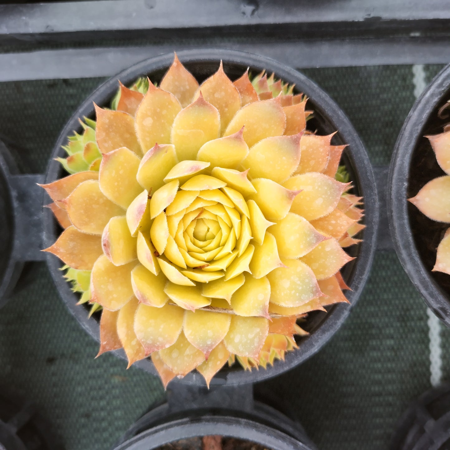 Sempervivum 'Gold Nugget®'