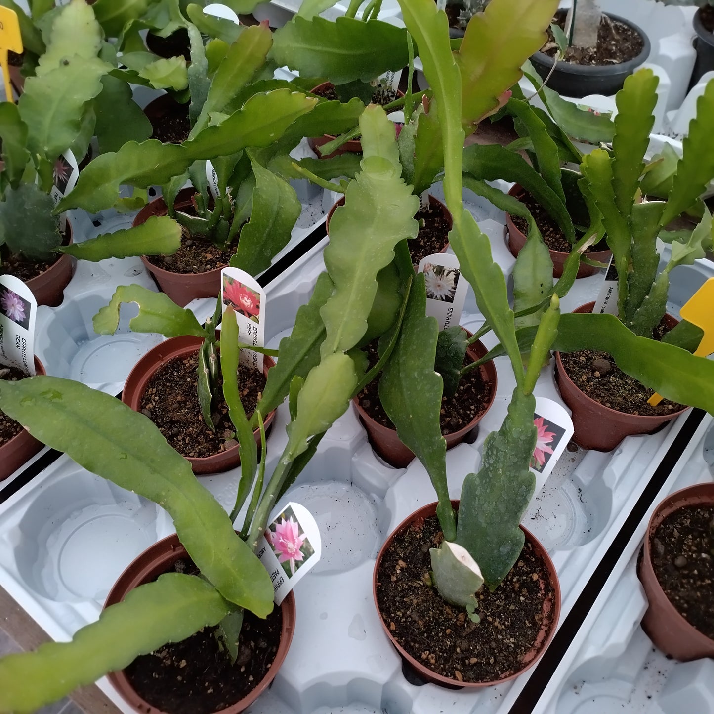 Epiphyllum (coloris au hasard)