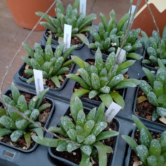 Haworthia harry johnson
