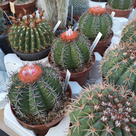 Melocactus matanzanus