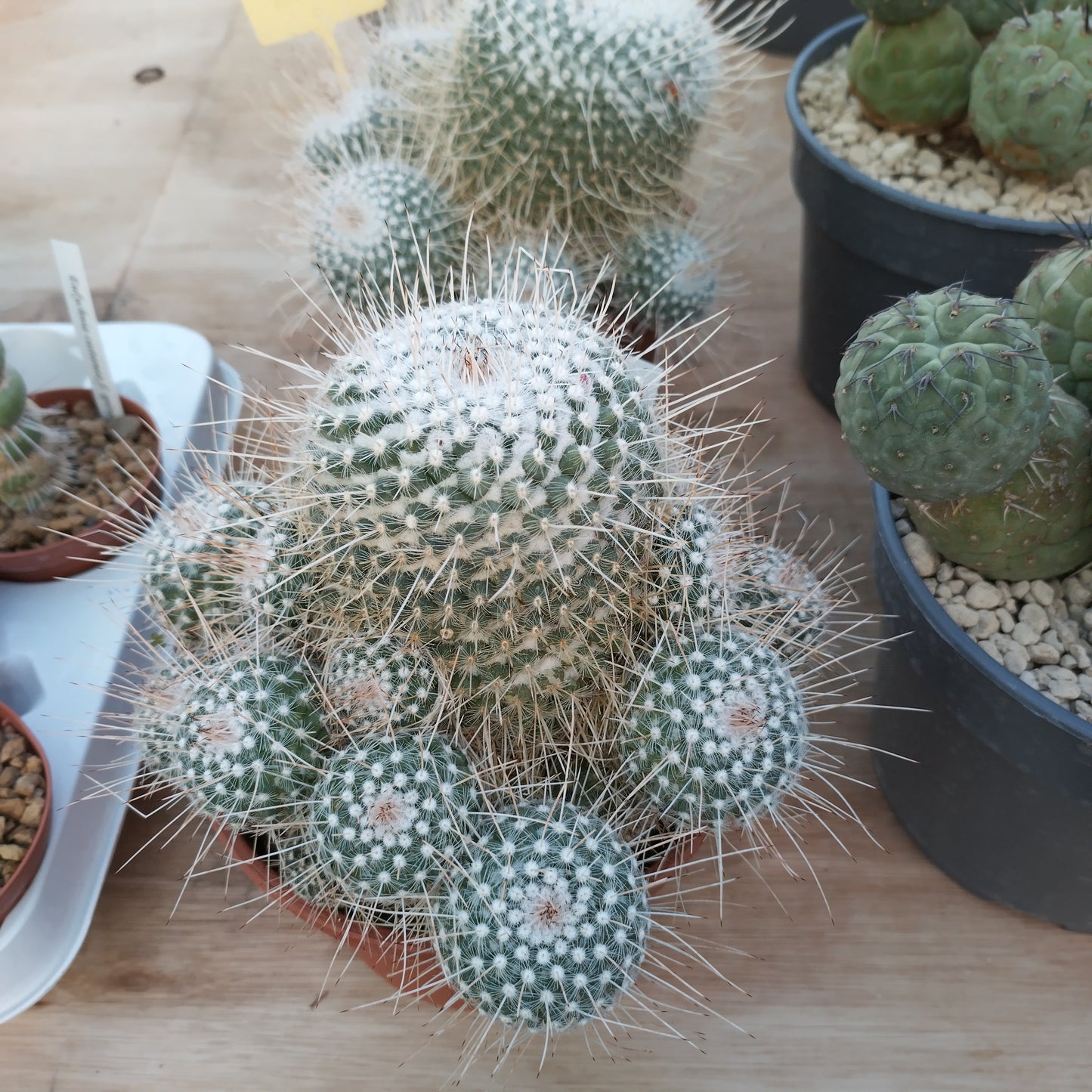 Mammillaria geminispina