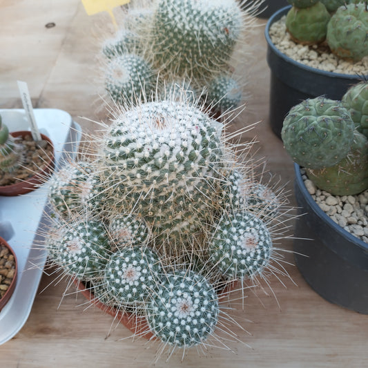 Mammillaria geminispina