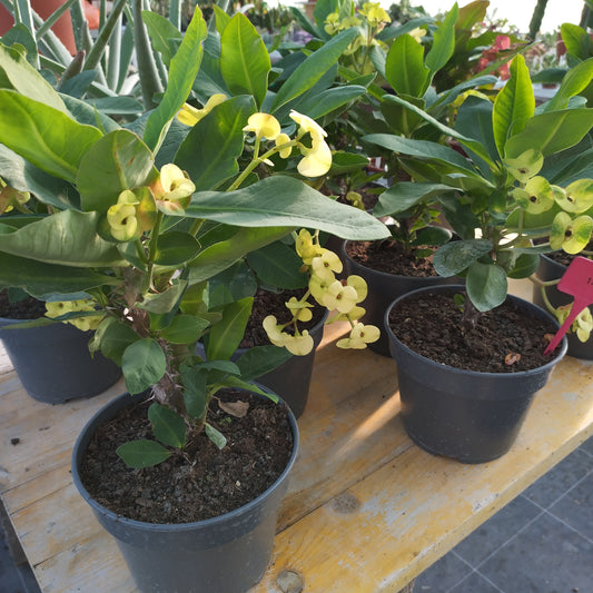 Euphorbia milii (hybride)