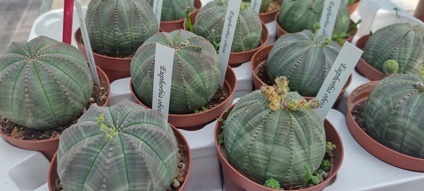 Euphorbia obesa