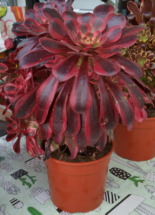 Aeonium 'Medusa'