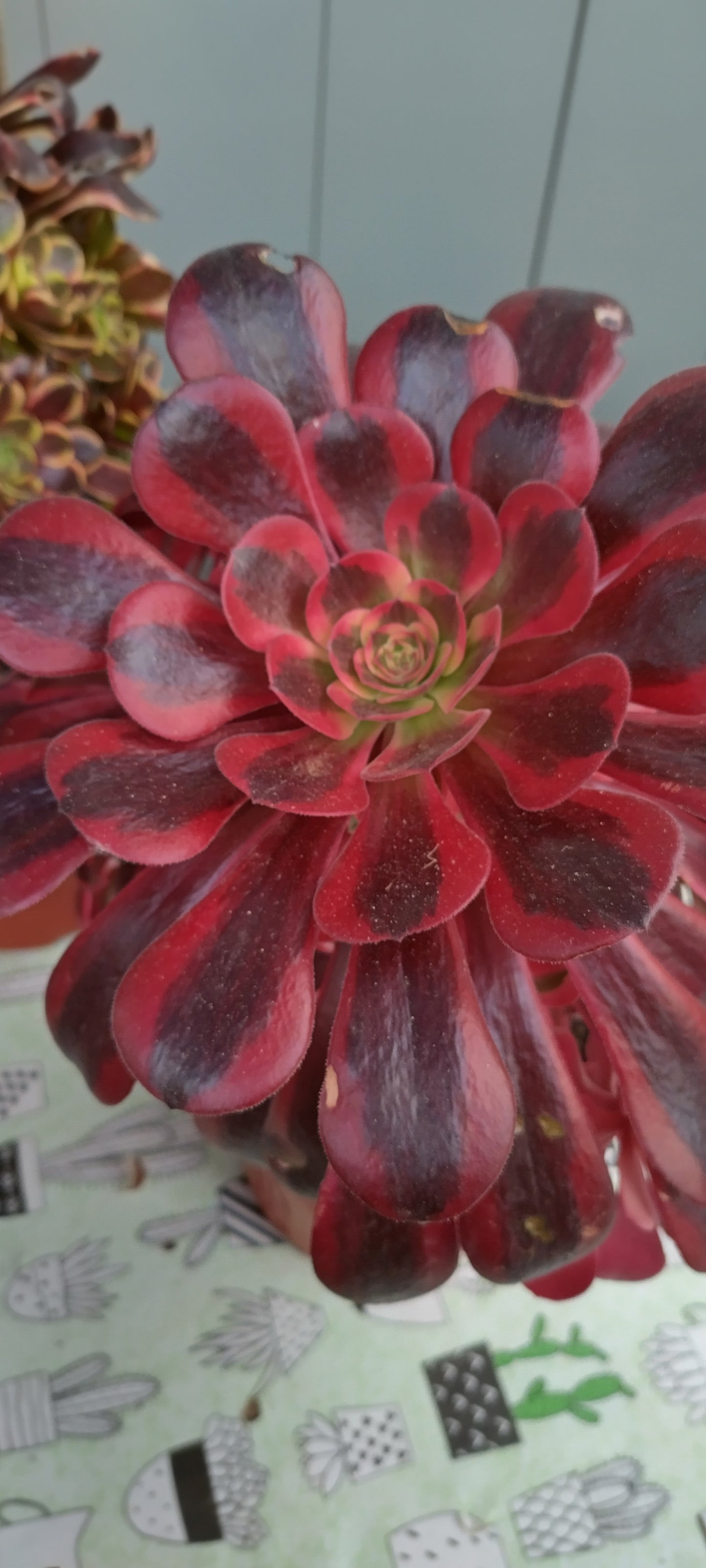 Aeonium 'Medusa'