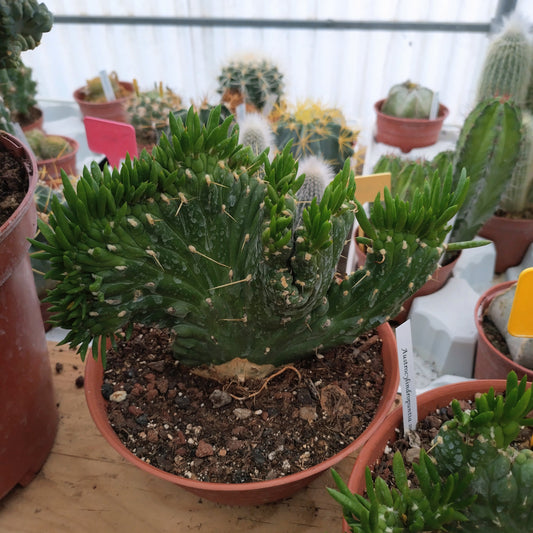 Austrocylindropuntia subulata f. cristata