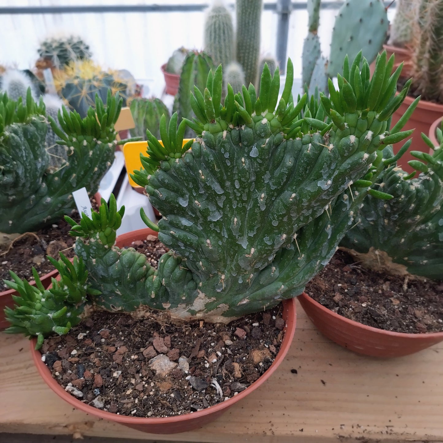 Austrocylindropuntia subulata f. cristata