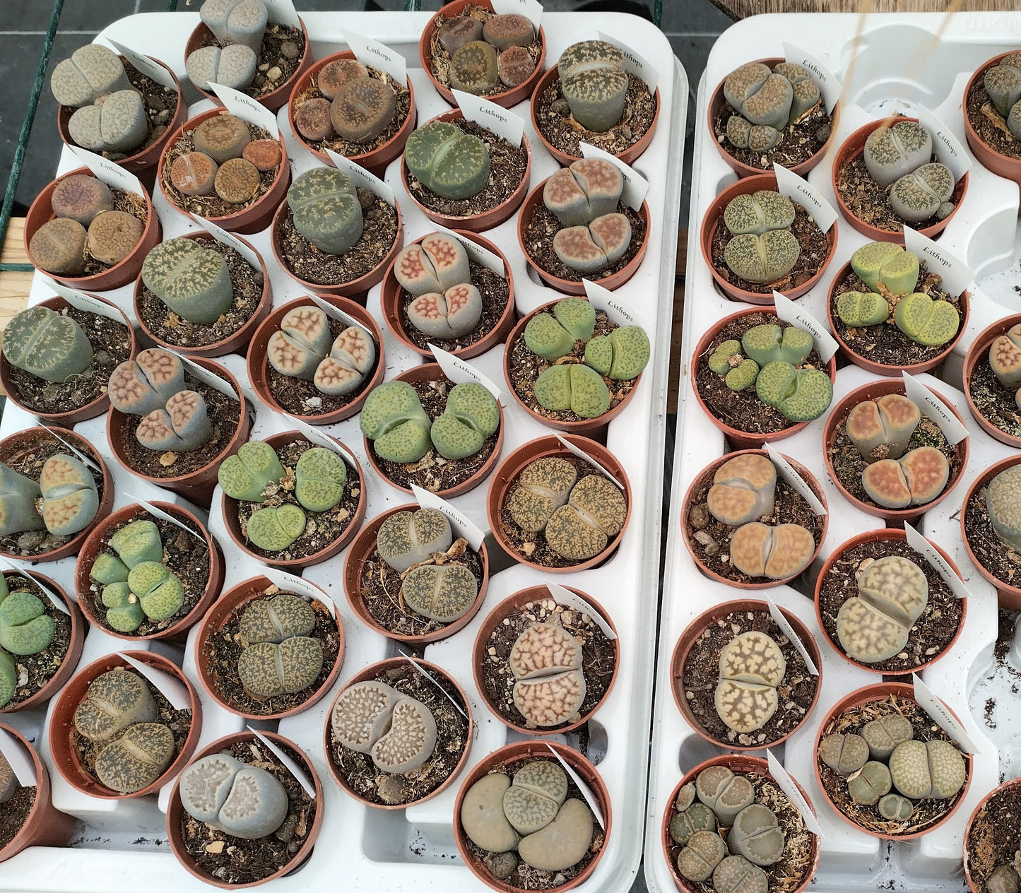 Lithops (variétés en mélange)