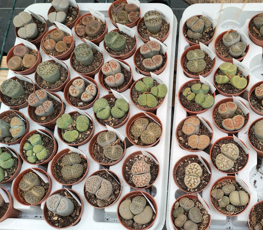 Lithops (variétés en mélange)