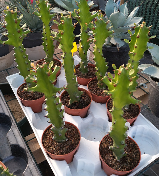 Euphorbia mayurnathanii