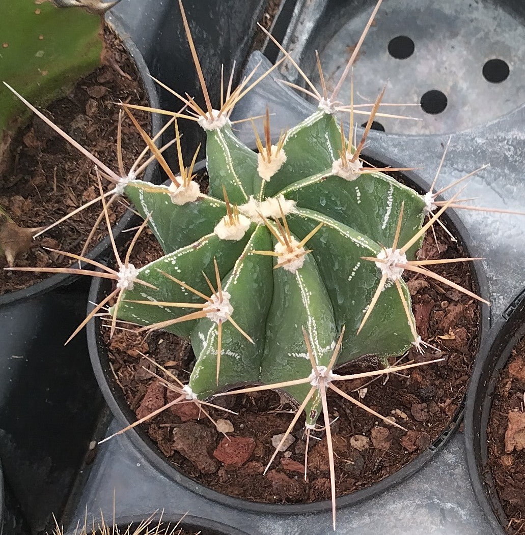 Astrophytum ornatum
