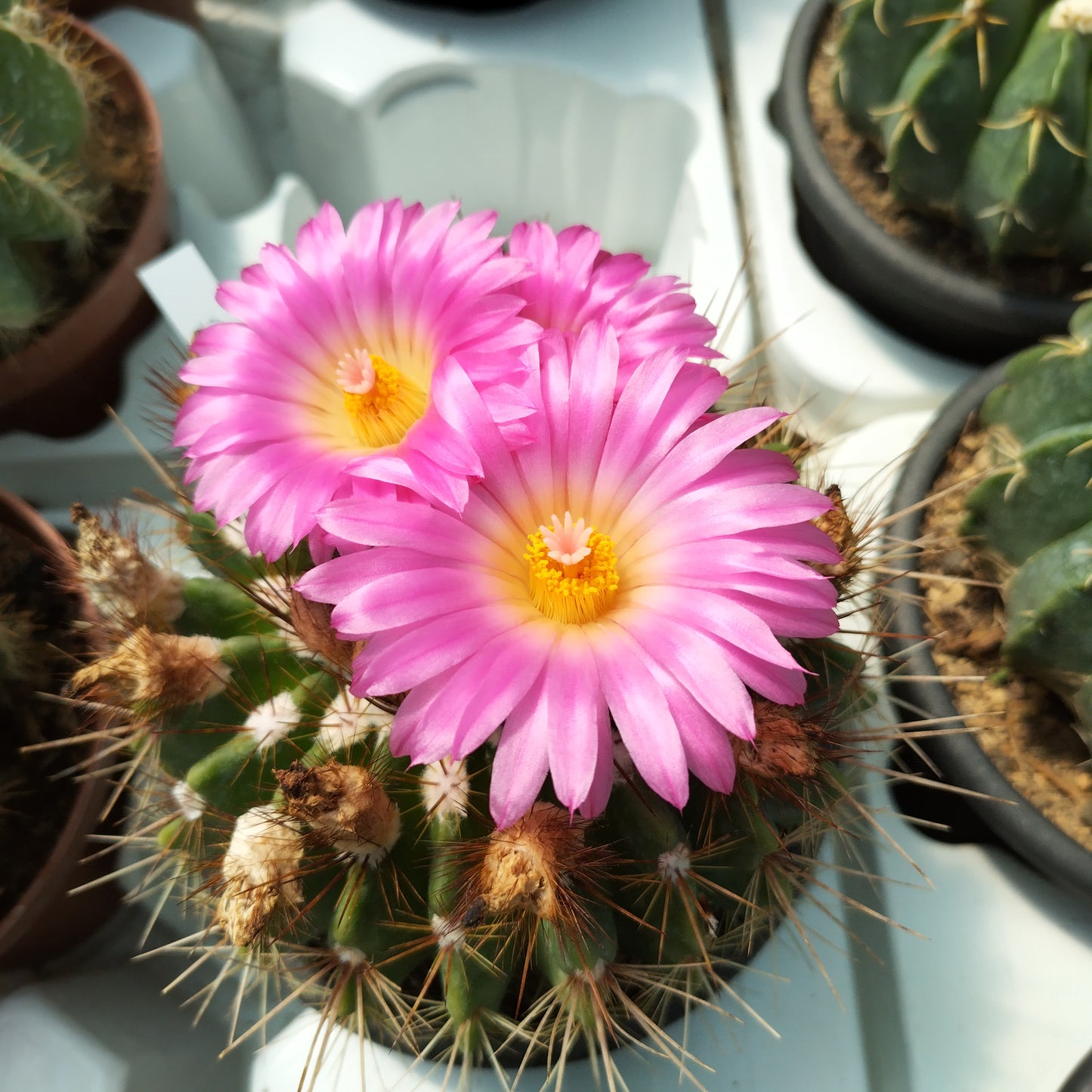 Notocactus herteri