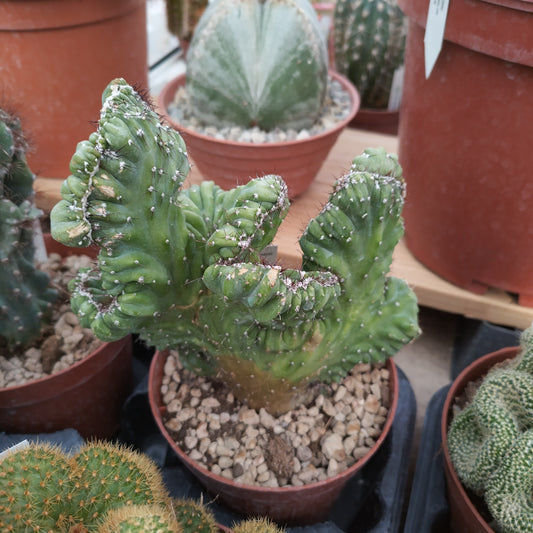 Cereus peruvianus f. 'Coral' cristata