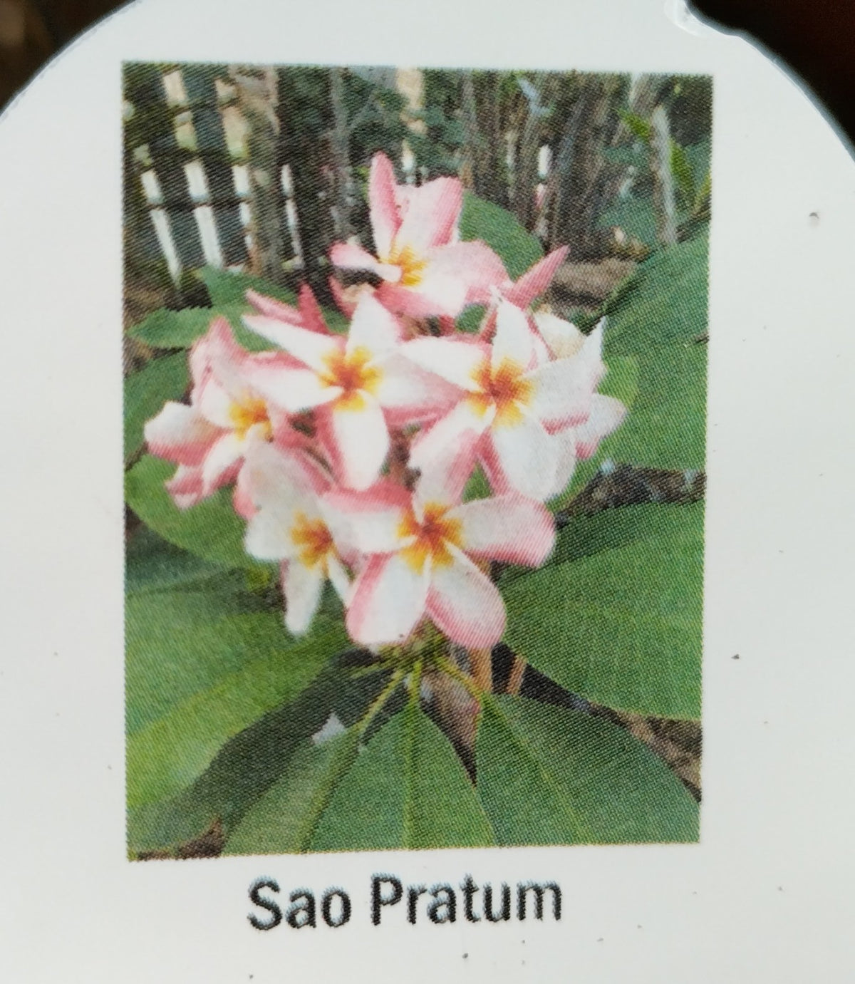 Plumeria (Frangipanier)