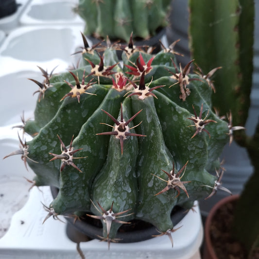 Ferocactus horridus f. brevispinus