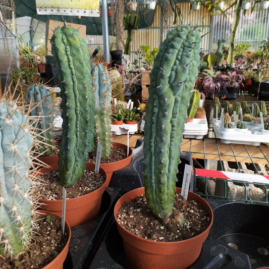 Myrtillocactus geometrizans 'Glorp'