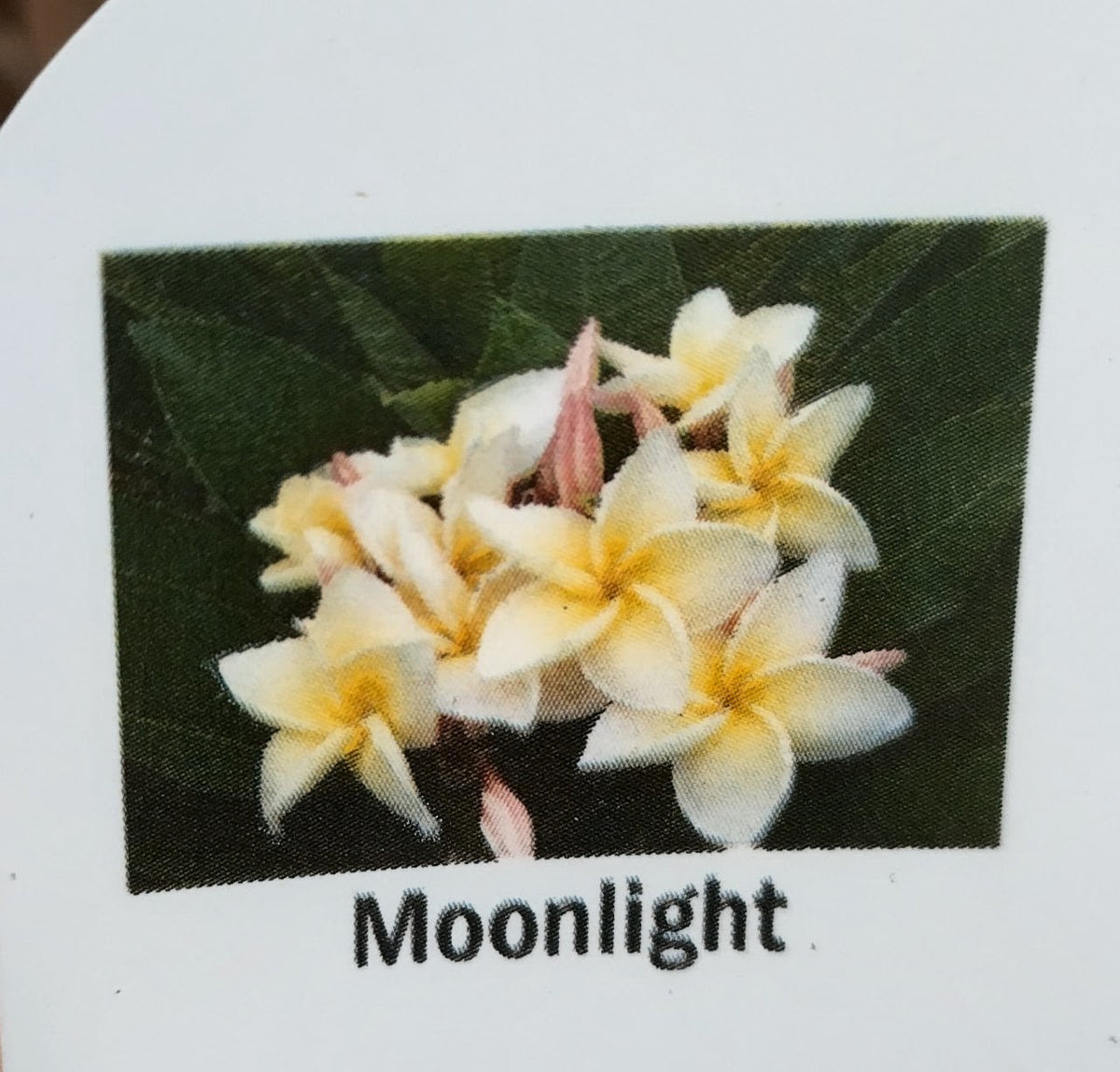 Plumeria (Frangipanier)