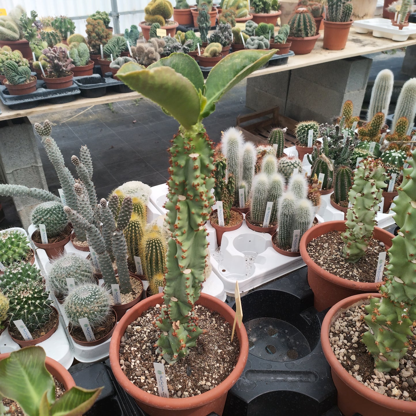 Monadenium spectabile