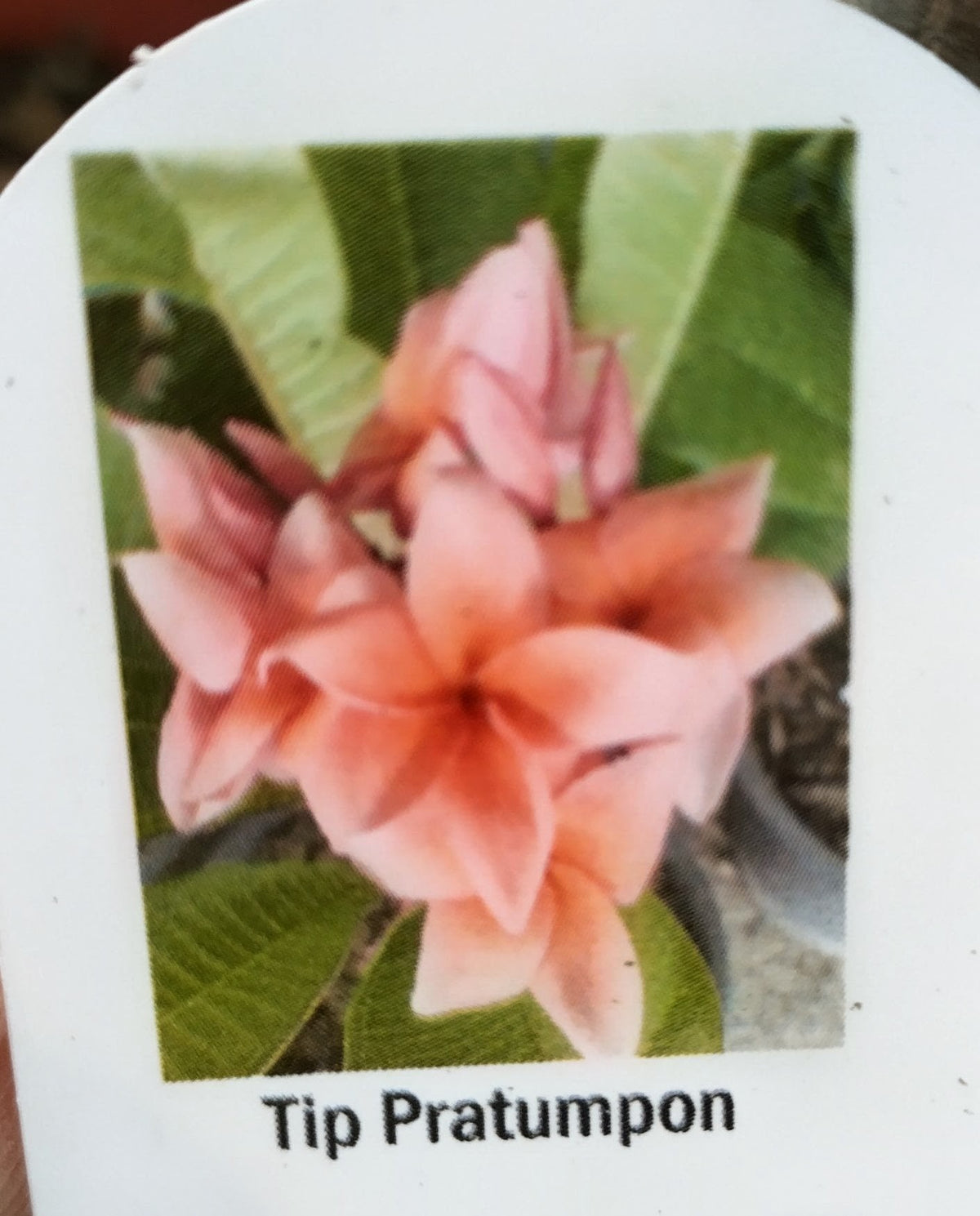 Plumeria (Frangipanier)