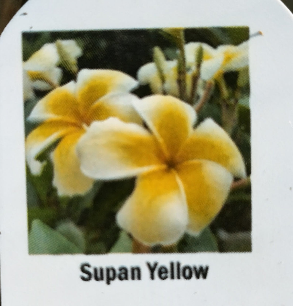 Plumeria (Frangipanier)