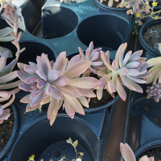 Graptosedum hybride 'Francesco Baldi'