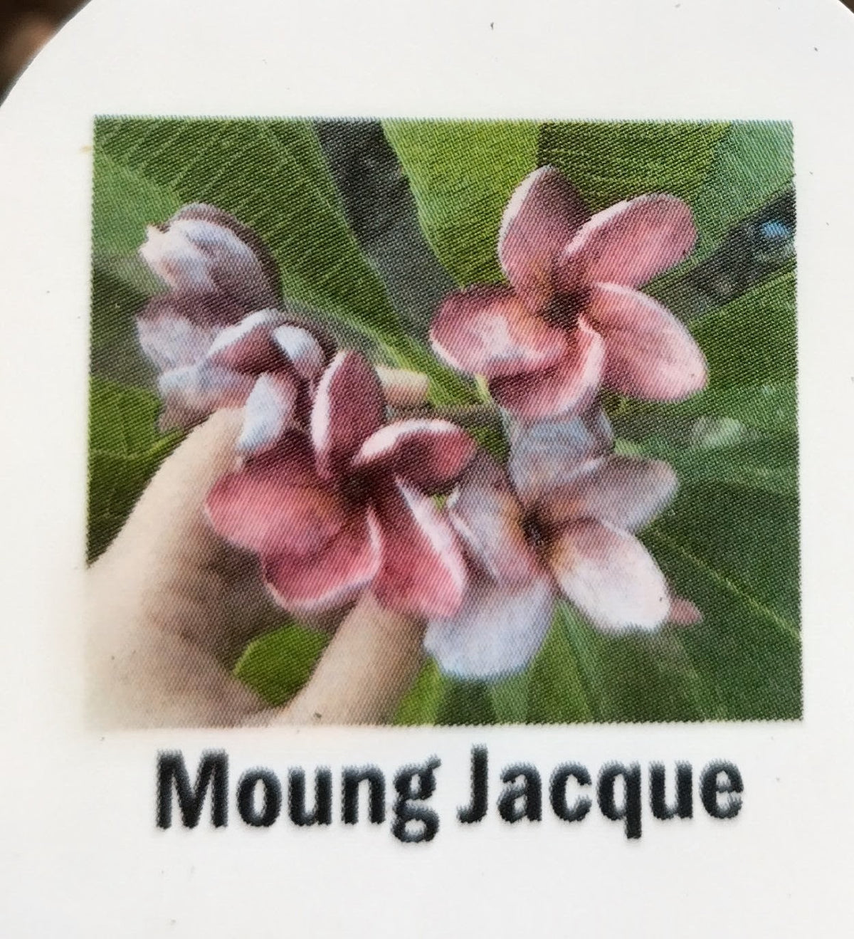 Plumeria (Frangipanier)