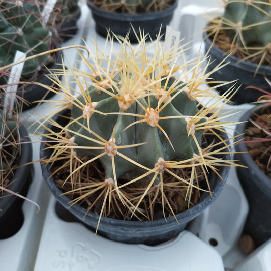 Ferocactus glaucescens