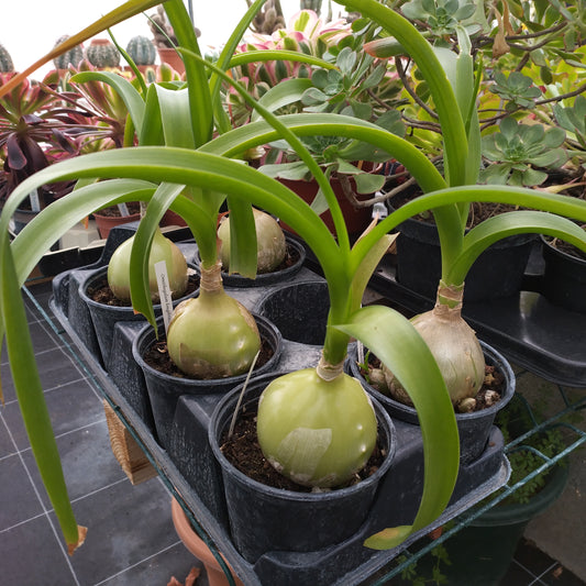 Ornithogalum longibracteatum