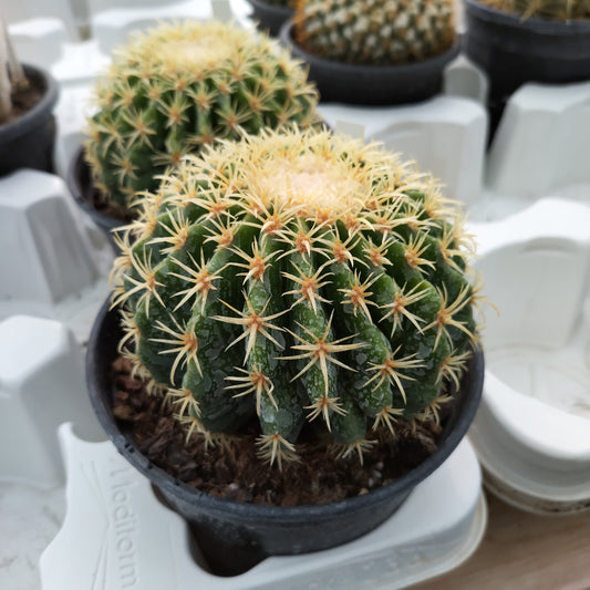 Echinocactus grusonii v. brevispinus