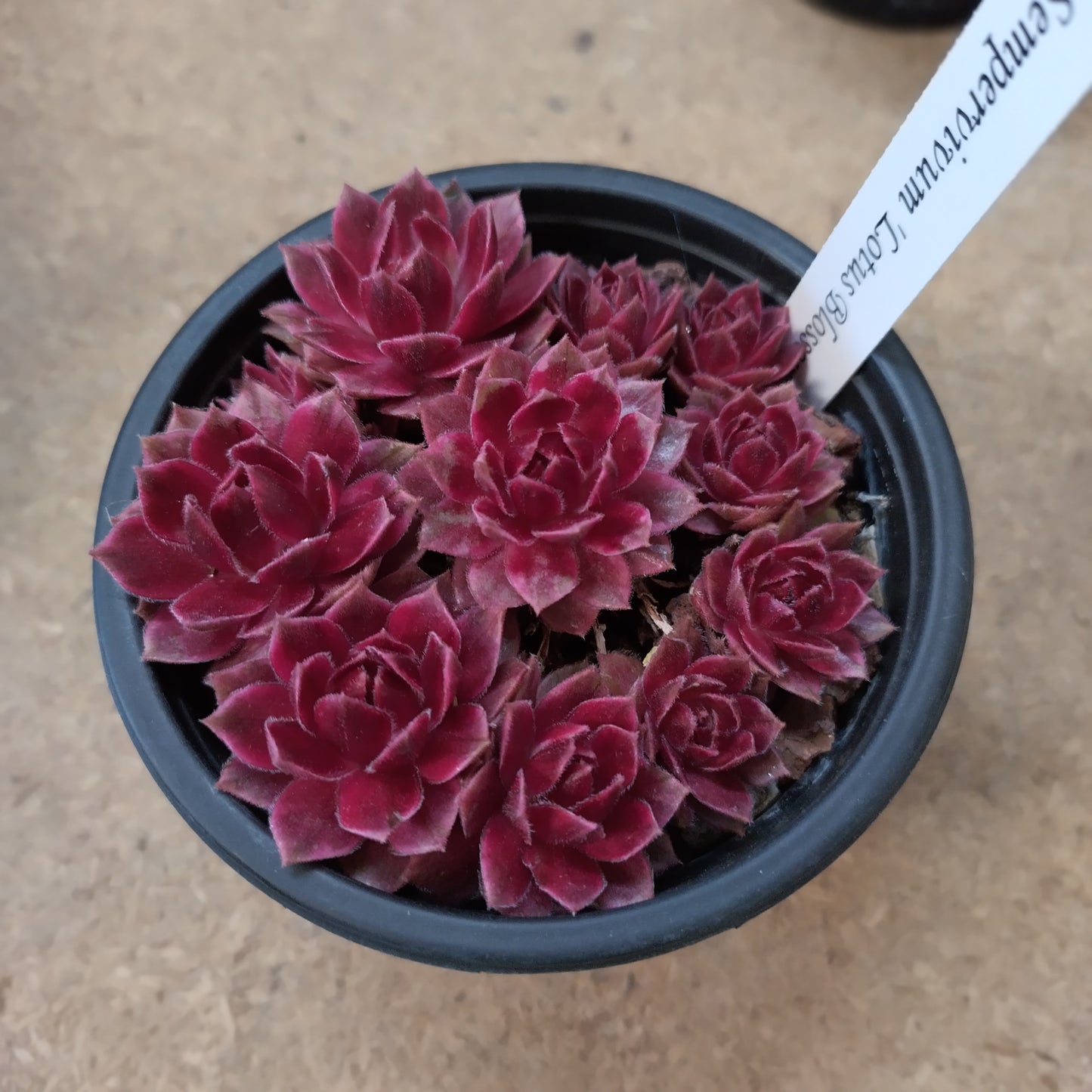Sempervivum 'Lotus Blossom®'