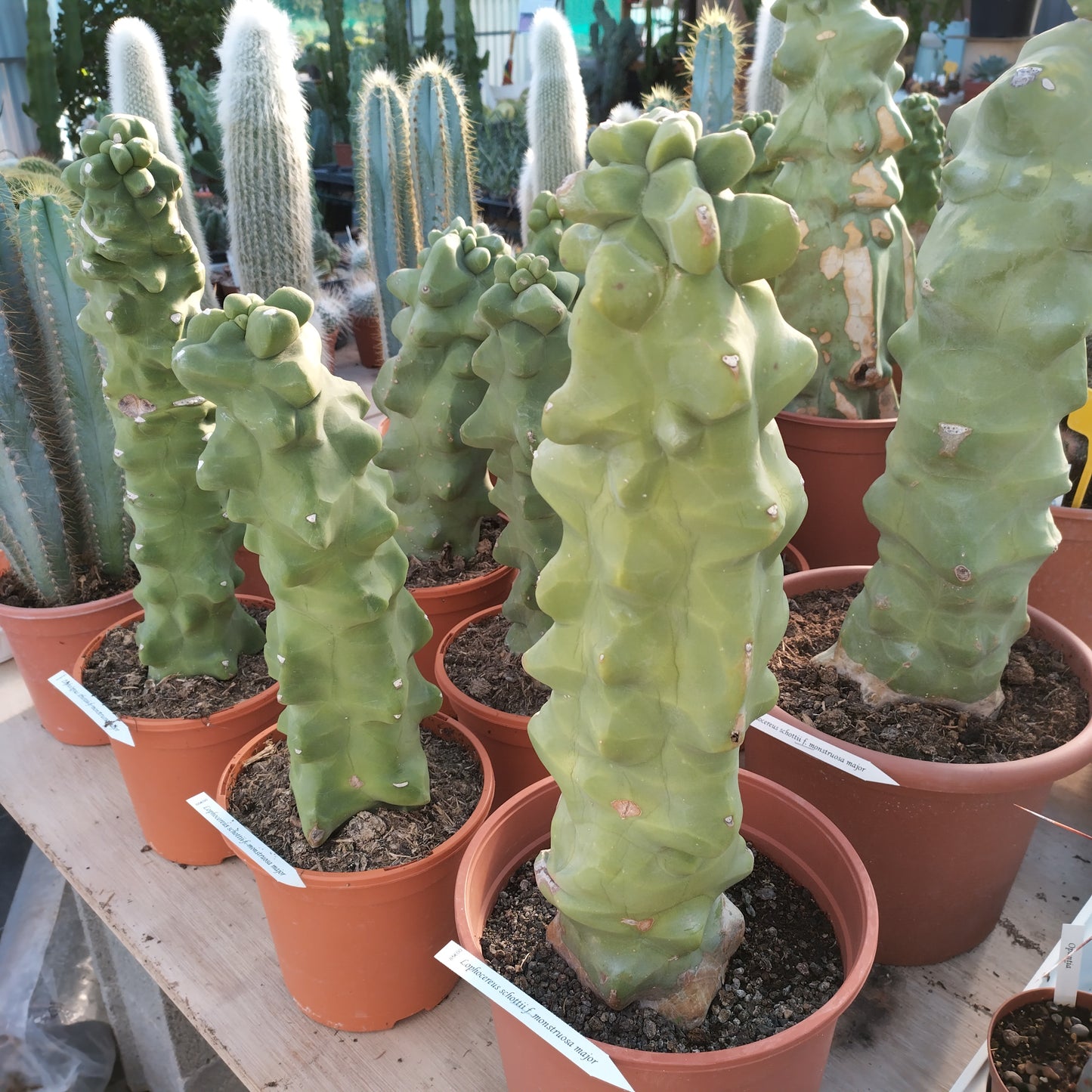 Lophocereus schottii f. 'Major'