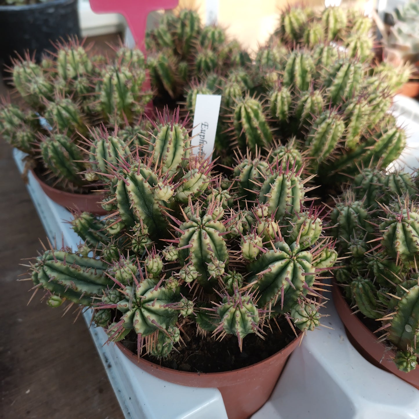 Euphorbia aggregata f.variegata