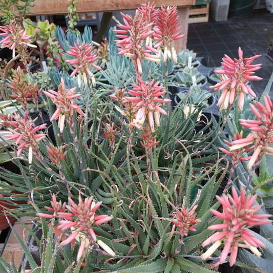 Aloe Safari Sunrise ®