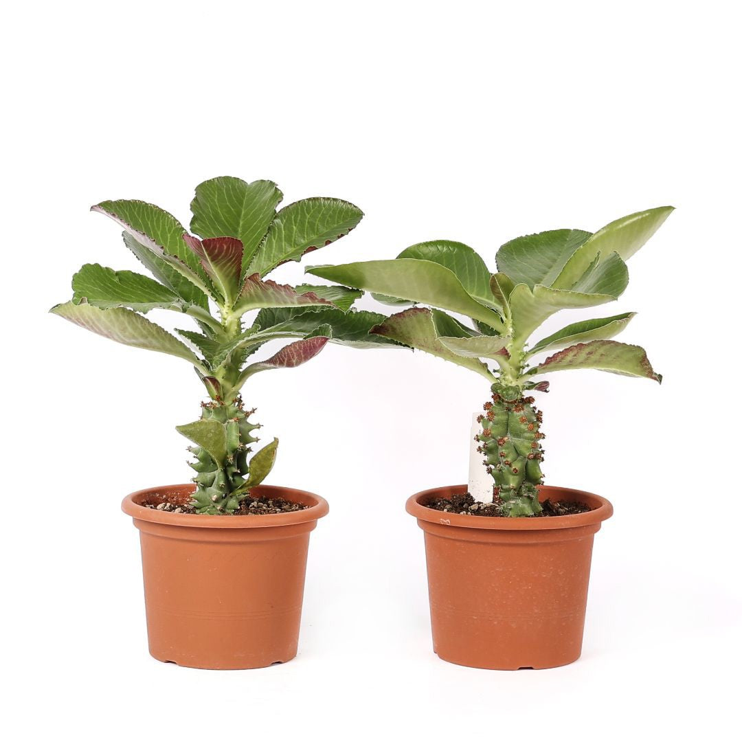 Monadenium spectabile