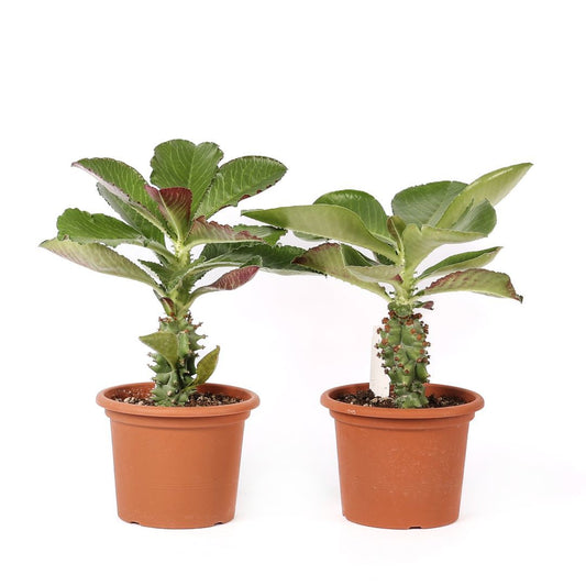 Monadenium spectabile