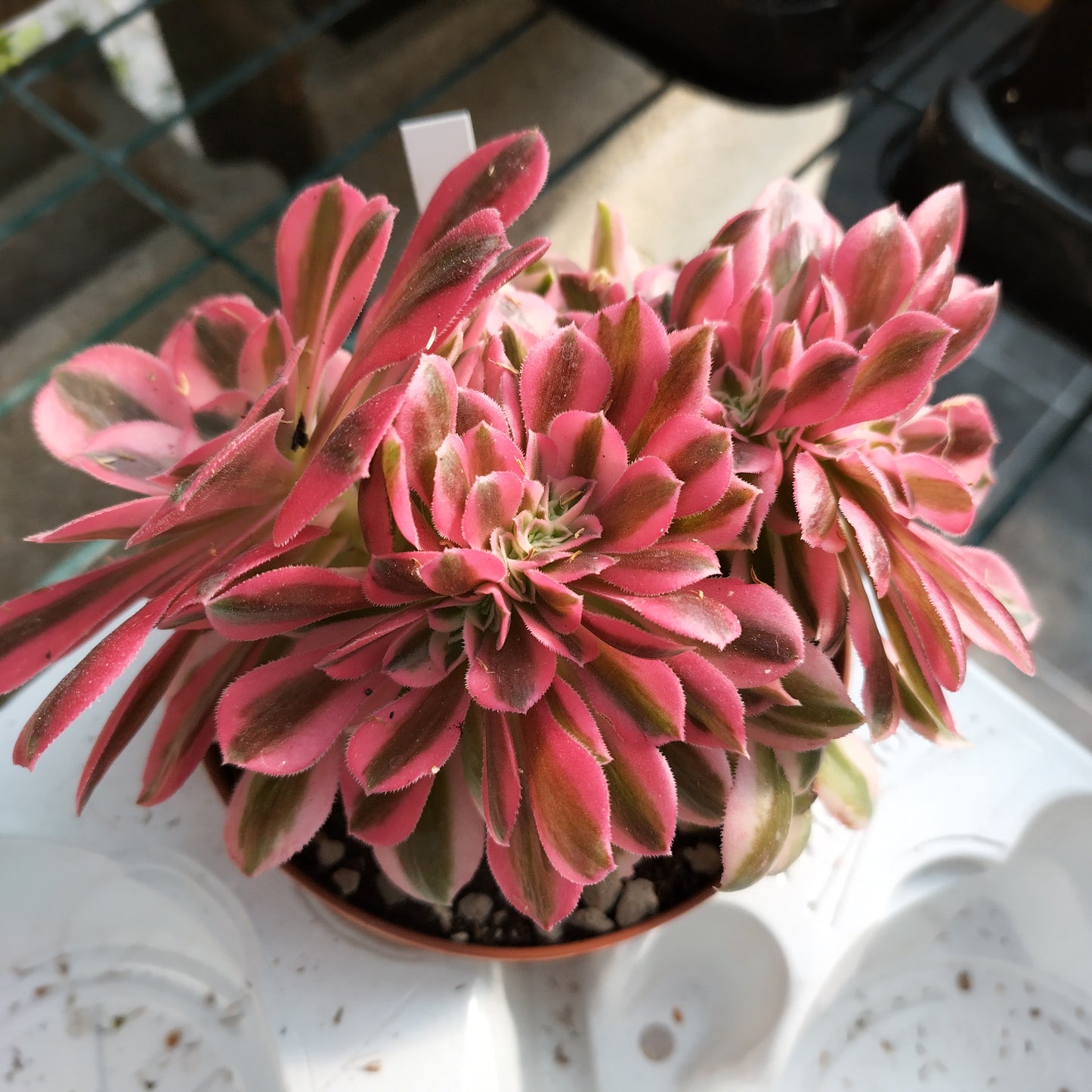Aeonium 'Pinck With' f. cristata