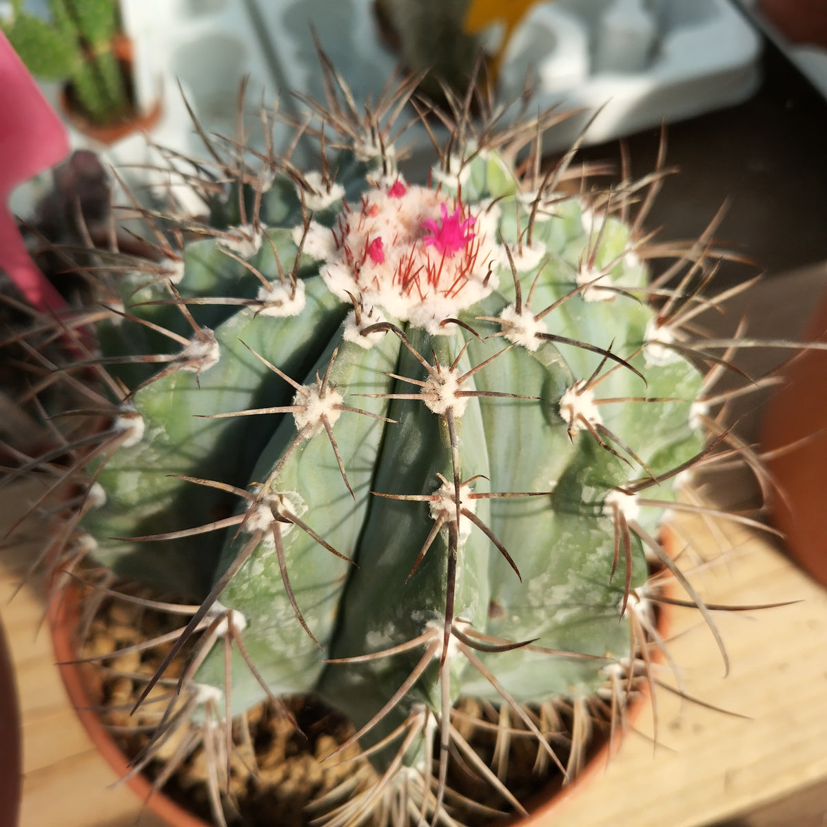 Melocactus azureus