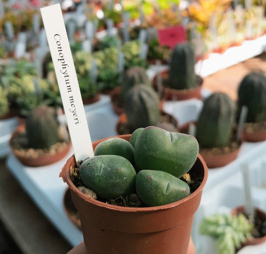 Conophytum meyeri