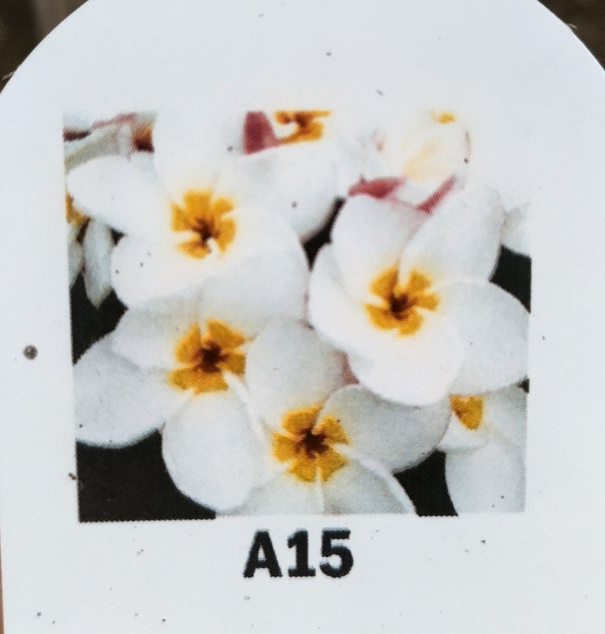 Plumeria (Frangipanier)