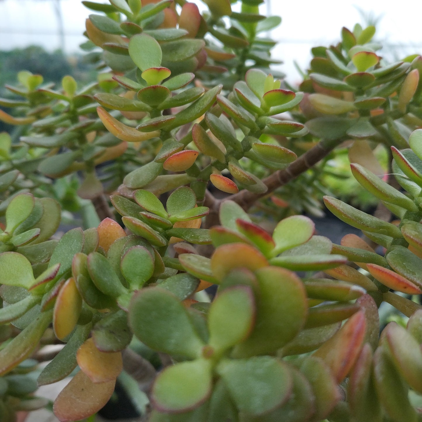 Crassula ovata f. minor