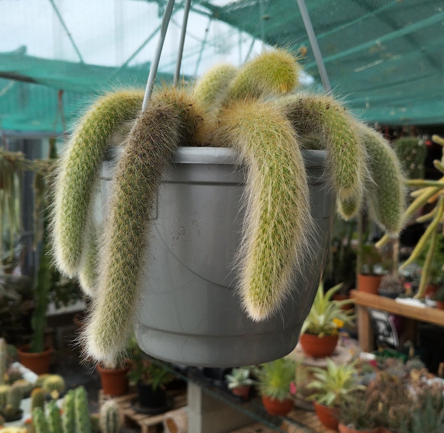 Hildewintera colademononis (Queue de singe)