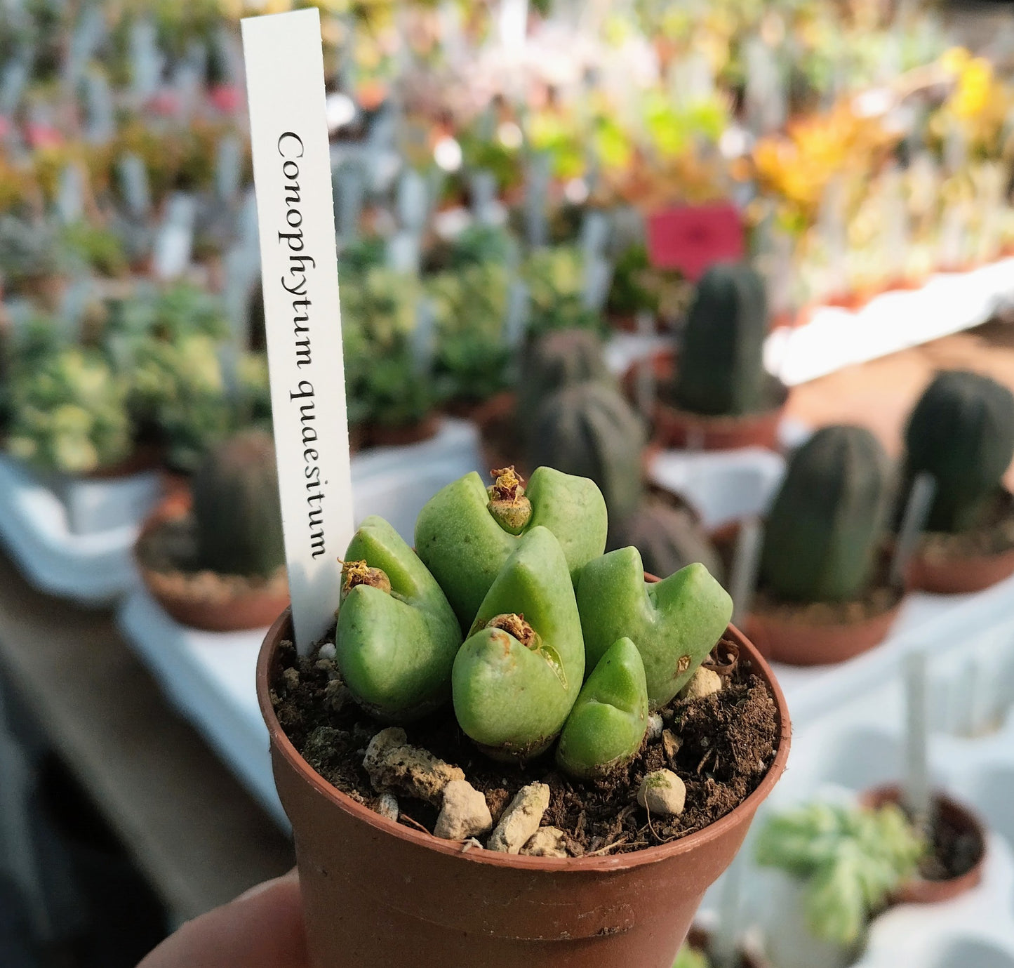 Conophytum quaesitum