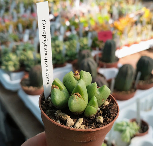 Conophytum quaesitum