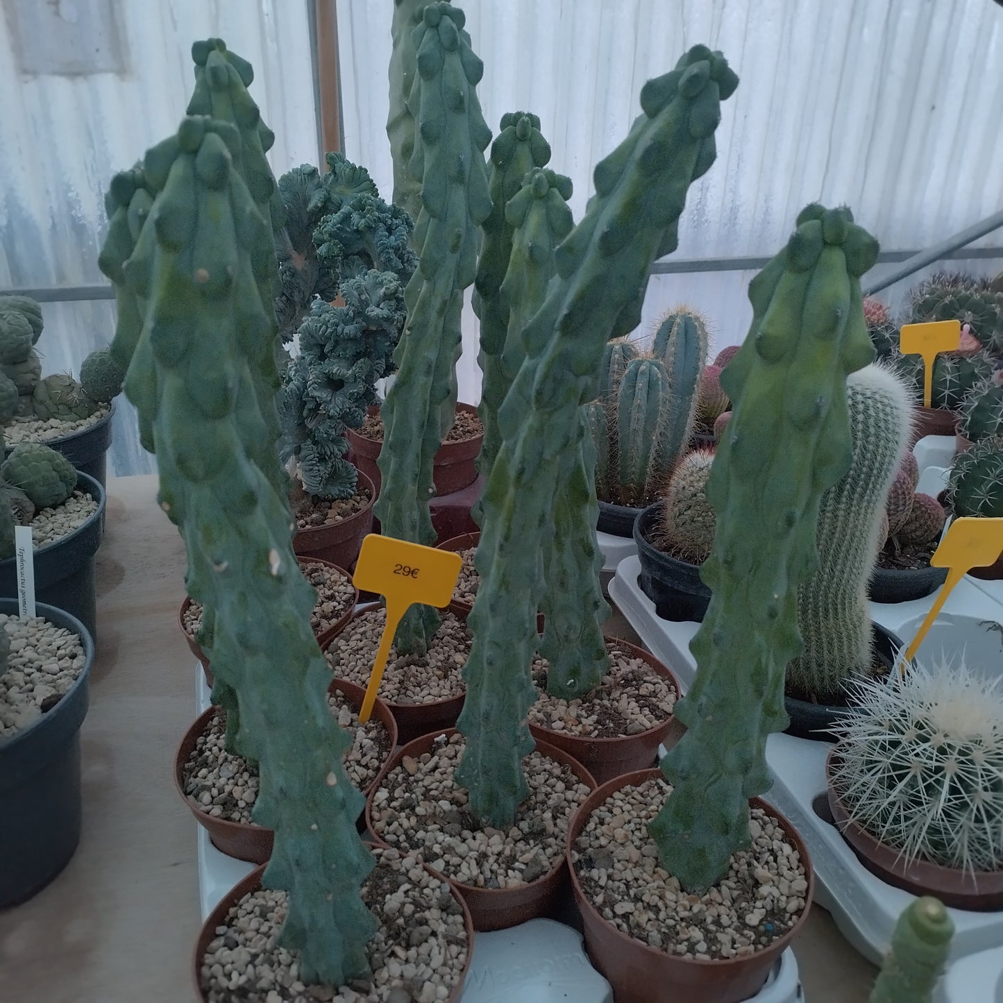 Myrtillocactus geometrizans cv. fukurokuryuzinboku