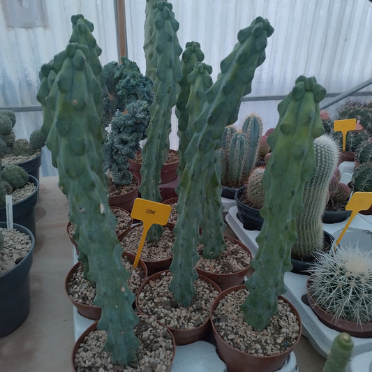 Myrtillocactus geometrizans cv. fukurokuryuzinboku