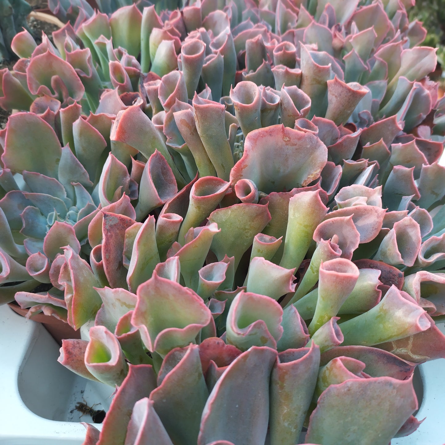 Echeveria 'Trumpet Pinky'