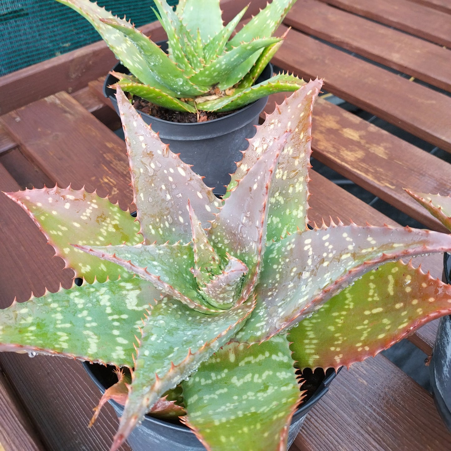 Aloe saponaria