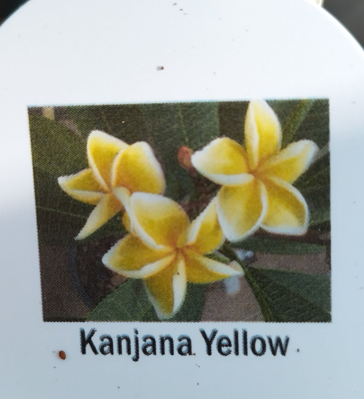 Plumeria (Frangipanier)