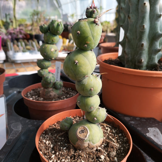 Myrtillocactus geometrizans 'Stacker'